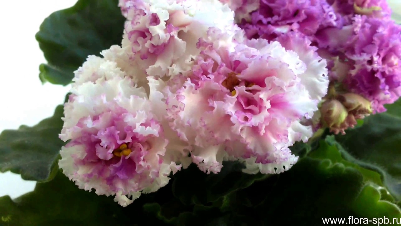 Фиалка красавица москвы Фиалка красавица москвы